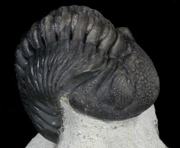 Detailed, Phacopid Trilobite - Great Eyes #36488
